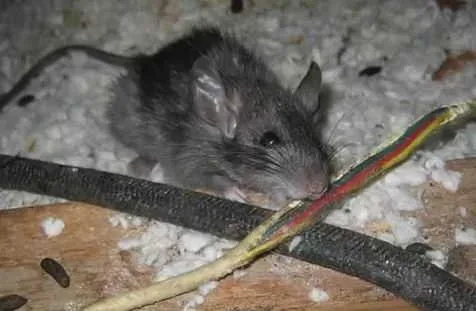 kabel listrik digigit tikus kabel listrik digigit tikus